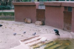 Parc Zoològic de Barcelona