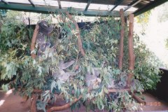Lone Pine Koala Sanctuary Brisbane