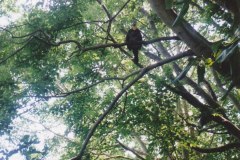 Lone Pine Koala Sanctuary Brisbane