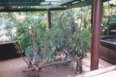 Lone Pine Koala Sanctuary Brisbane