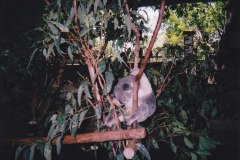 Lone Pine Koala Sanctuary Brisbane