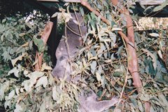 Lone Pine Koala Sanctuary Brisbane