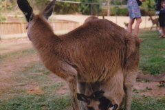 Lone Pine Koala Sanctuary Brisbane