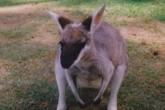 Lone Pine Koala Sanctuary Brisbane