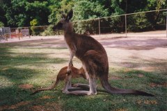 Lone Pine Koala Sanctuary Brisbane