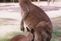 Lone Pine Koala Sanctuary Brisbane