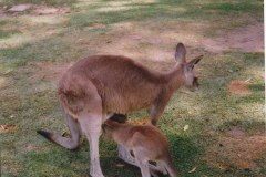 Lone Pine Koala Sanctuary Brisbane