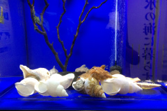 Okhotsk Ryu-hyo Museum