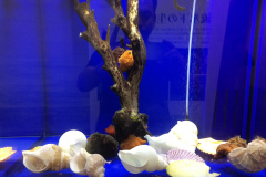 Okhotsk Ryu-hyo Museum