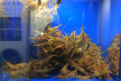 Okhotsk Ryu-hyo Museum