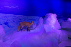 Okhotsk Ryu-hyo Museum