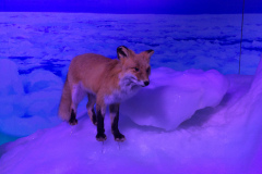 Okhotsk Ryu-hyo Museum