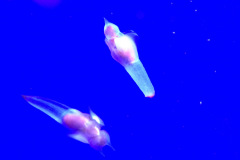 Okhotsk Ryu-hyo Museum