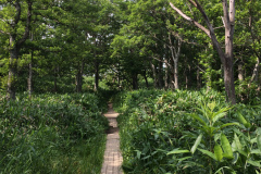 Promenade of Shiretoko-goko lalkes