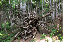 Root of a tree pushed down by weight of snow