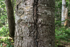 A tree with a long crack caused by water expansion during the cold winter