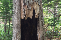 a hollow tree
