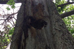 a hollow tree