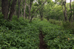 Cape Kirakotan in Kushiro Marsh