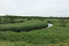 Cape Kirakotan in Kushiro Marsh