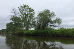 Kushiro Marsh from a canoe