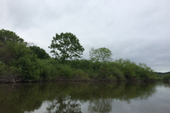 Kushiro Marsh from a canoe