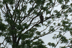Kushiro Marsh from a canoe