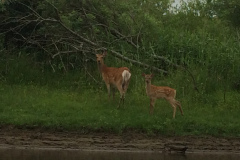 Kushiro Marsh from a canoe