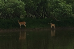 Kushiro Marsh from a canoe