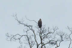 Kushiro Marsh from a canoe
