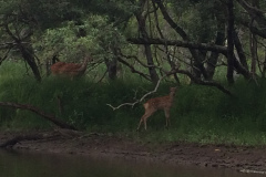 Kushiro Marsh from a canoe