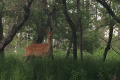 Kushiro Marsh from a canoe