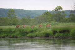 Kushiro Marsh from a canoe