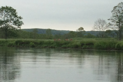 Kushiro Marsh from a canoe