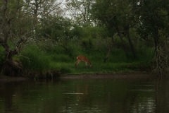 Kushiro Marsh from a canoe