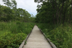 Onnenai wooden footpath in National Park