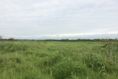 Onnenai wooden footpath in National Park