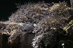 Cherry Blossoms